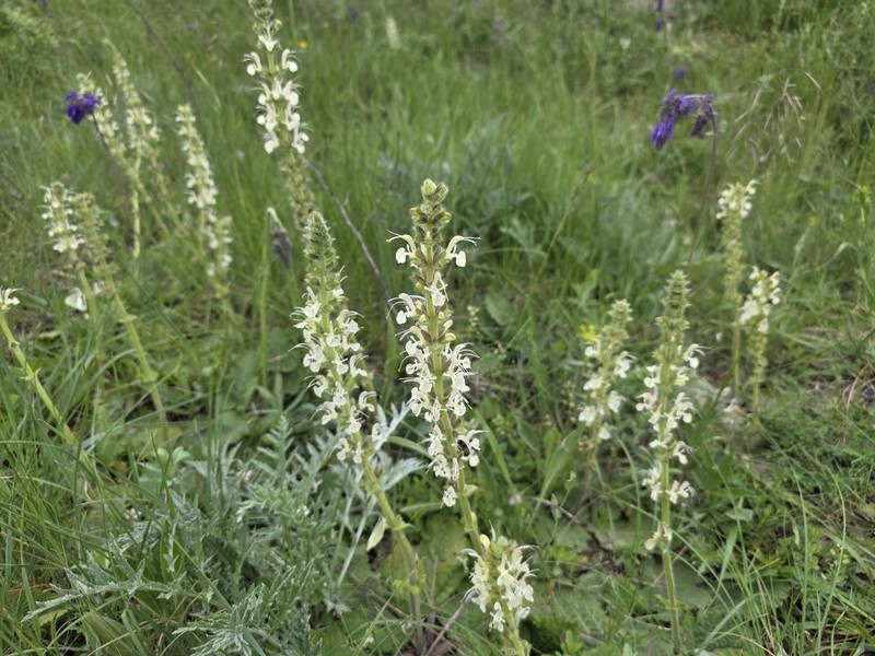 Salvia revelata photo 5