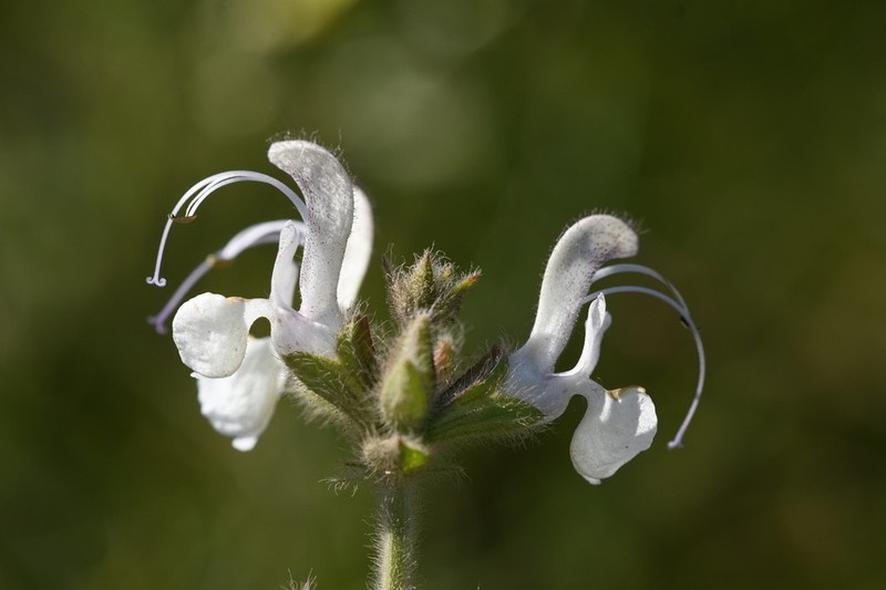 Salvia revelata photo 6