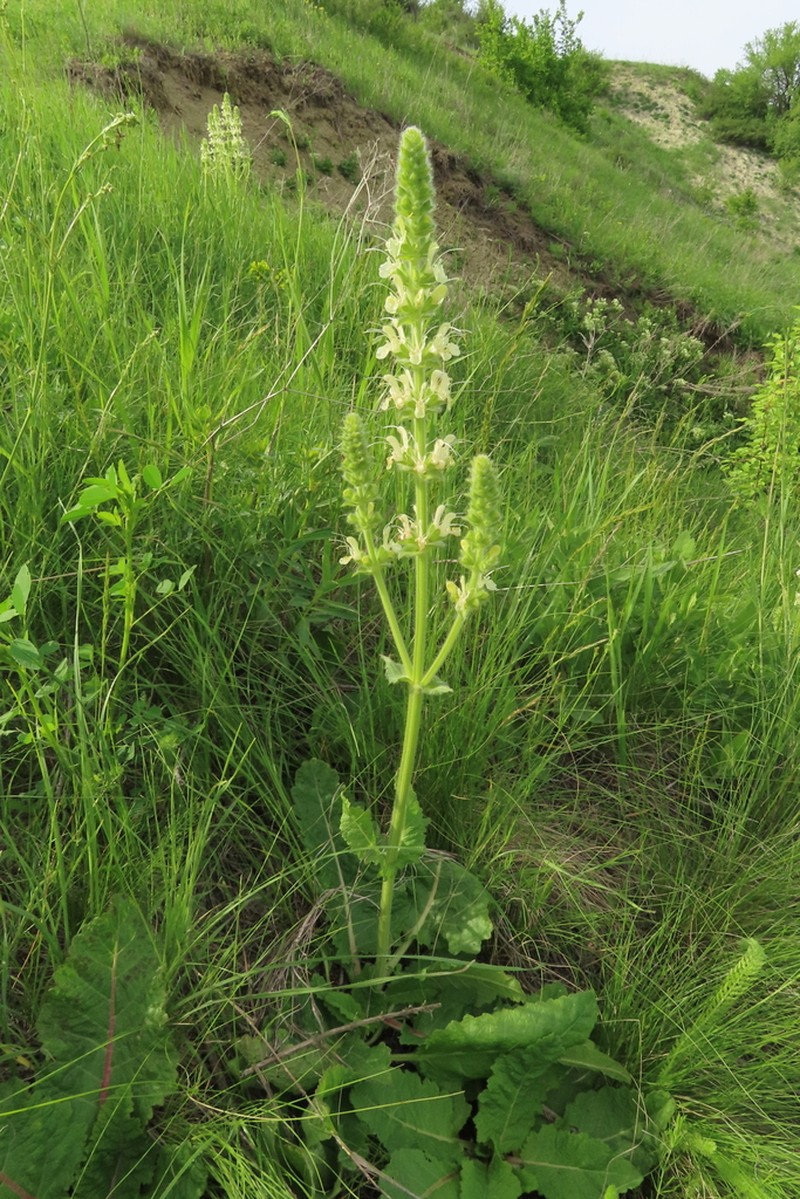 Salvia revelata photo 7