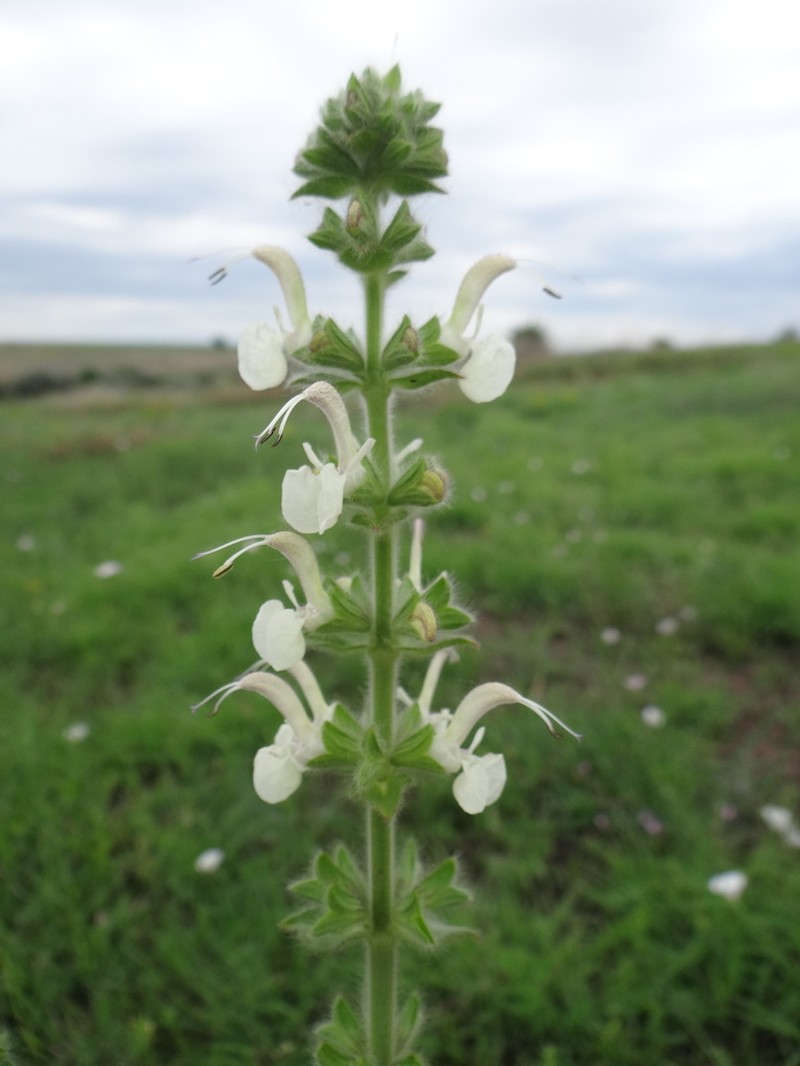 Salvia revelata photo 8