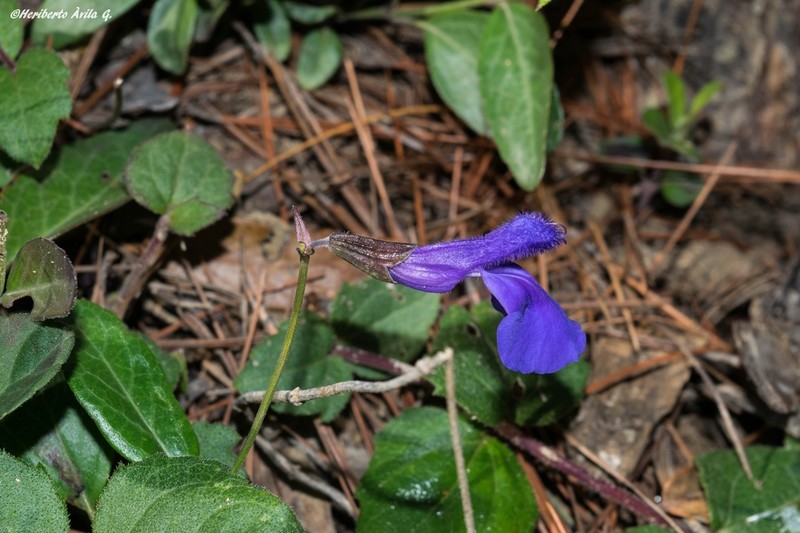 Salvia rhizomatosa photo 2