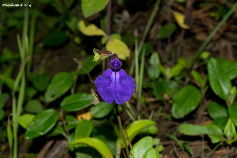 Salvia rhizomatosa photo 3