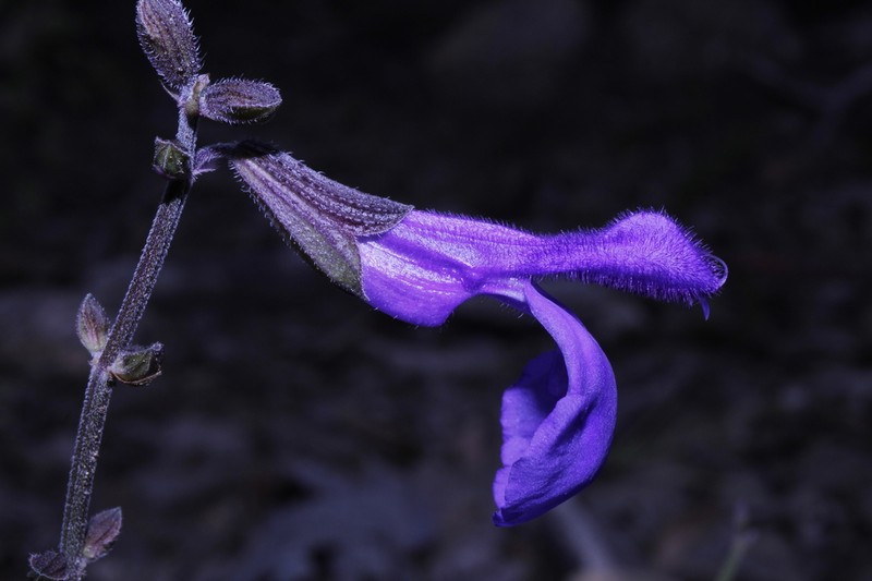 Salvia rhizomatosa photo 4