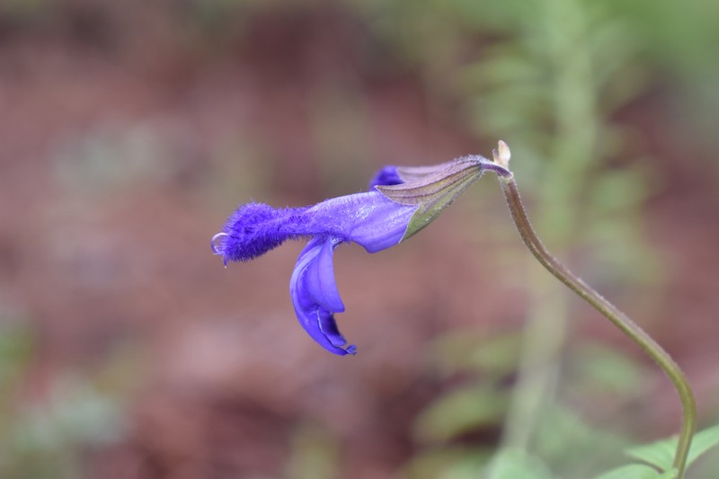 Salvia rhizomatosa photo 5