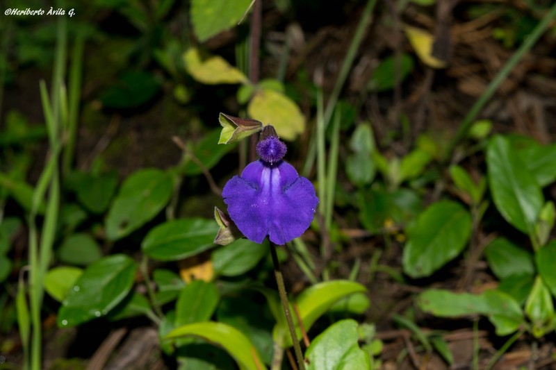 Salvia rhizomatosa photo 7
