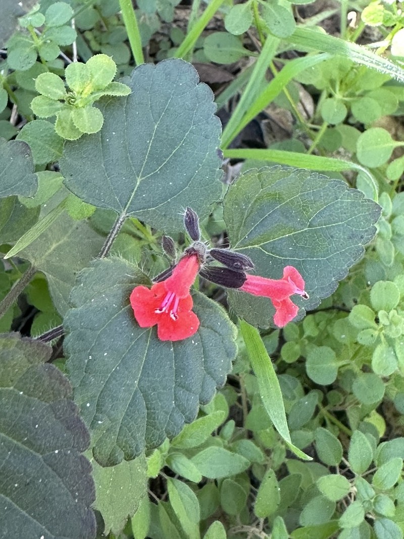Cedar Sage photo 2