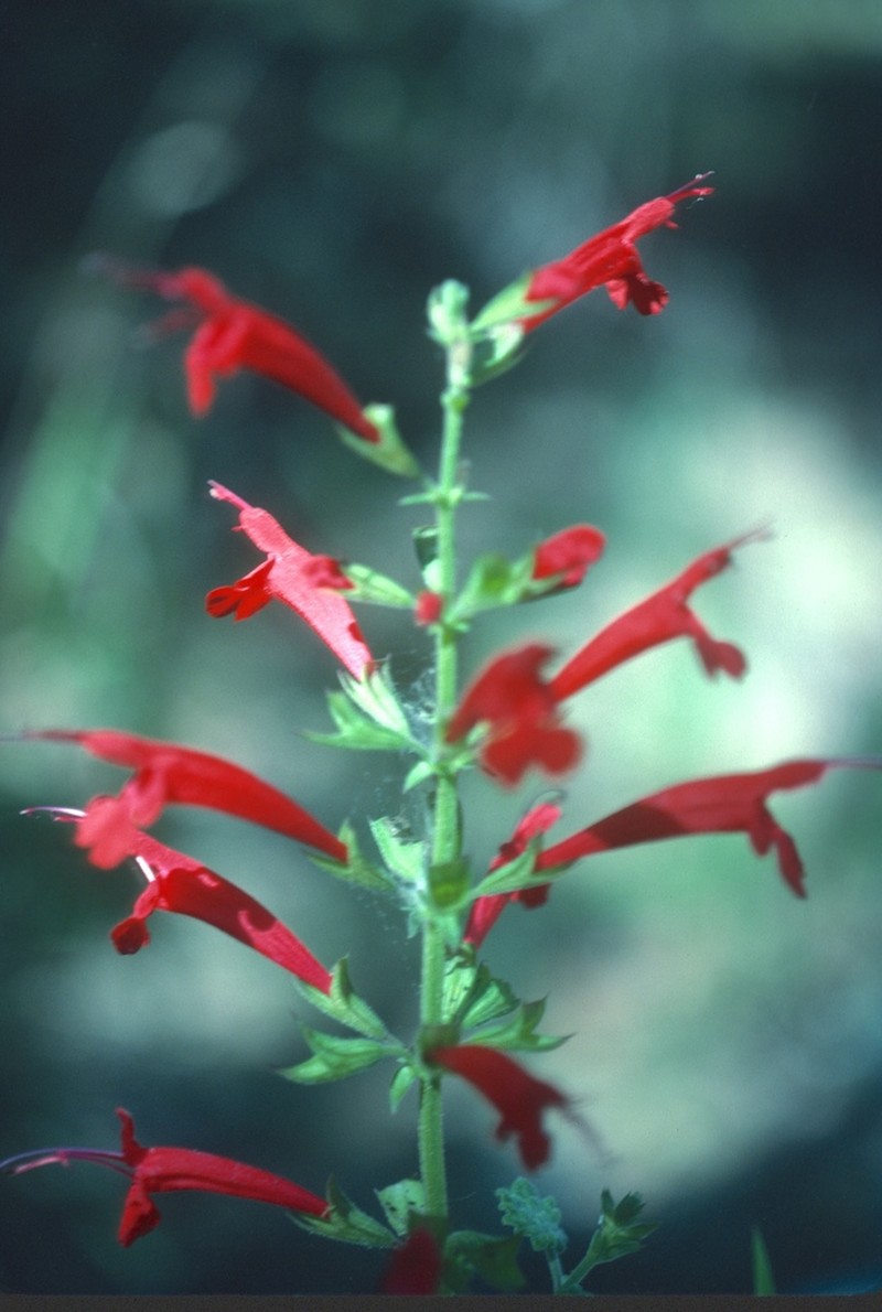 Cedar Sage photo 3