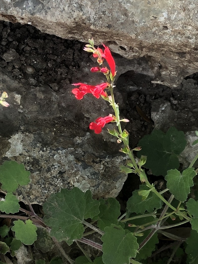 Cedar Sage photo 4