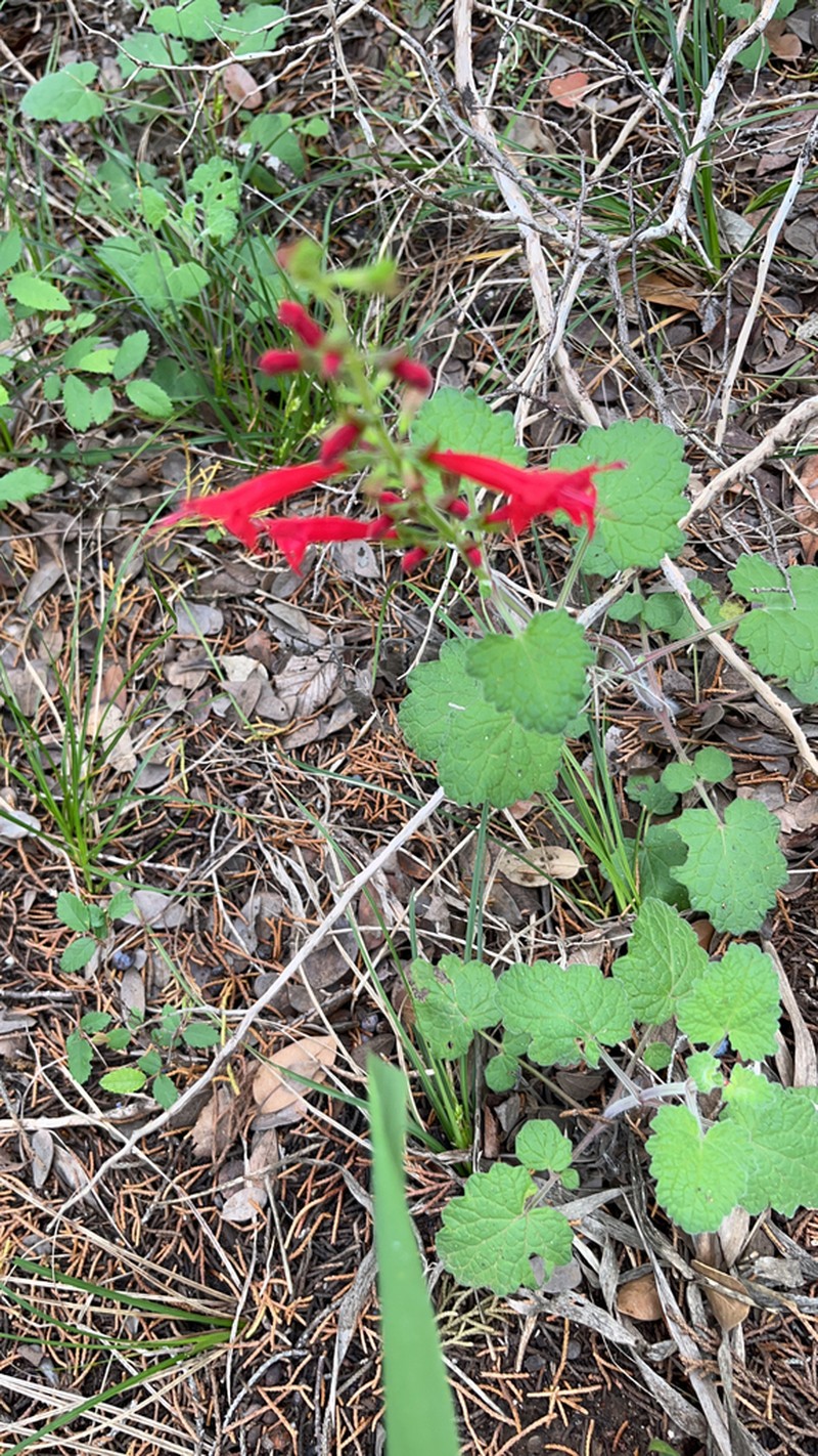 Cedar Sage photo 5