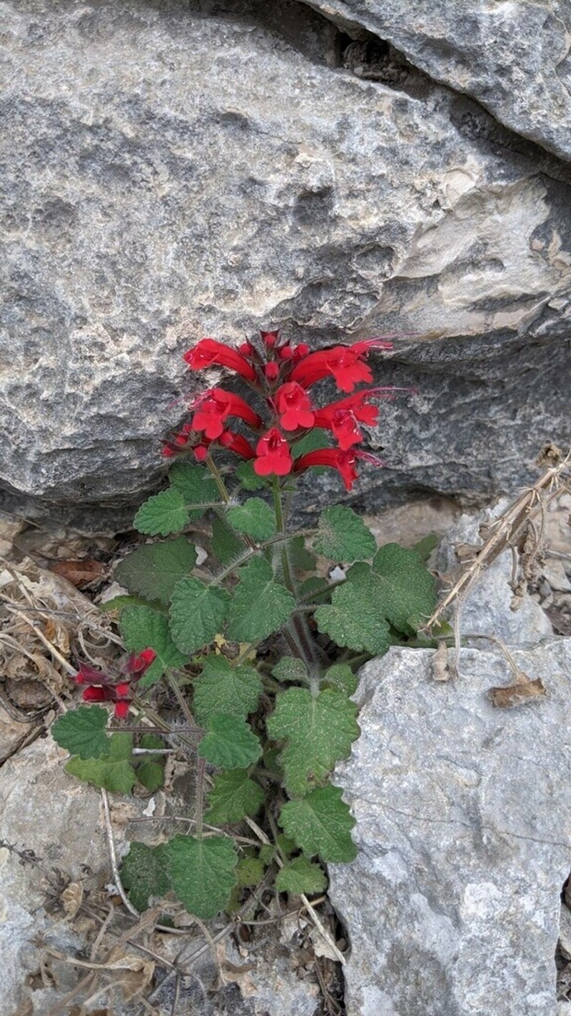 Cedar Sage photo 6