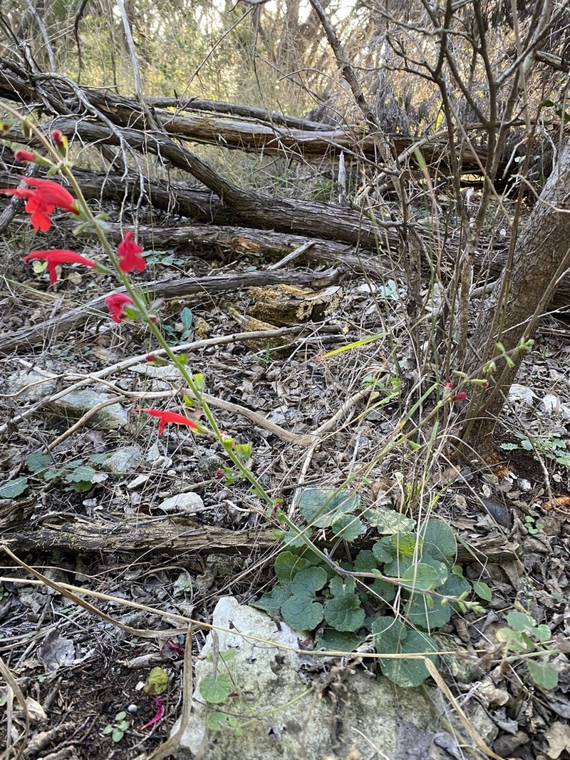 Cedar Sage photo 7