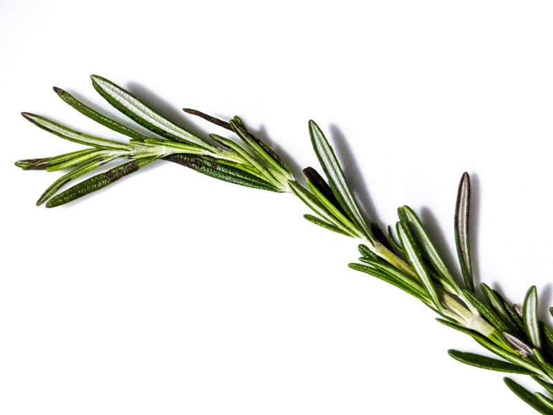Rosemary photo 4