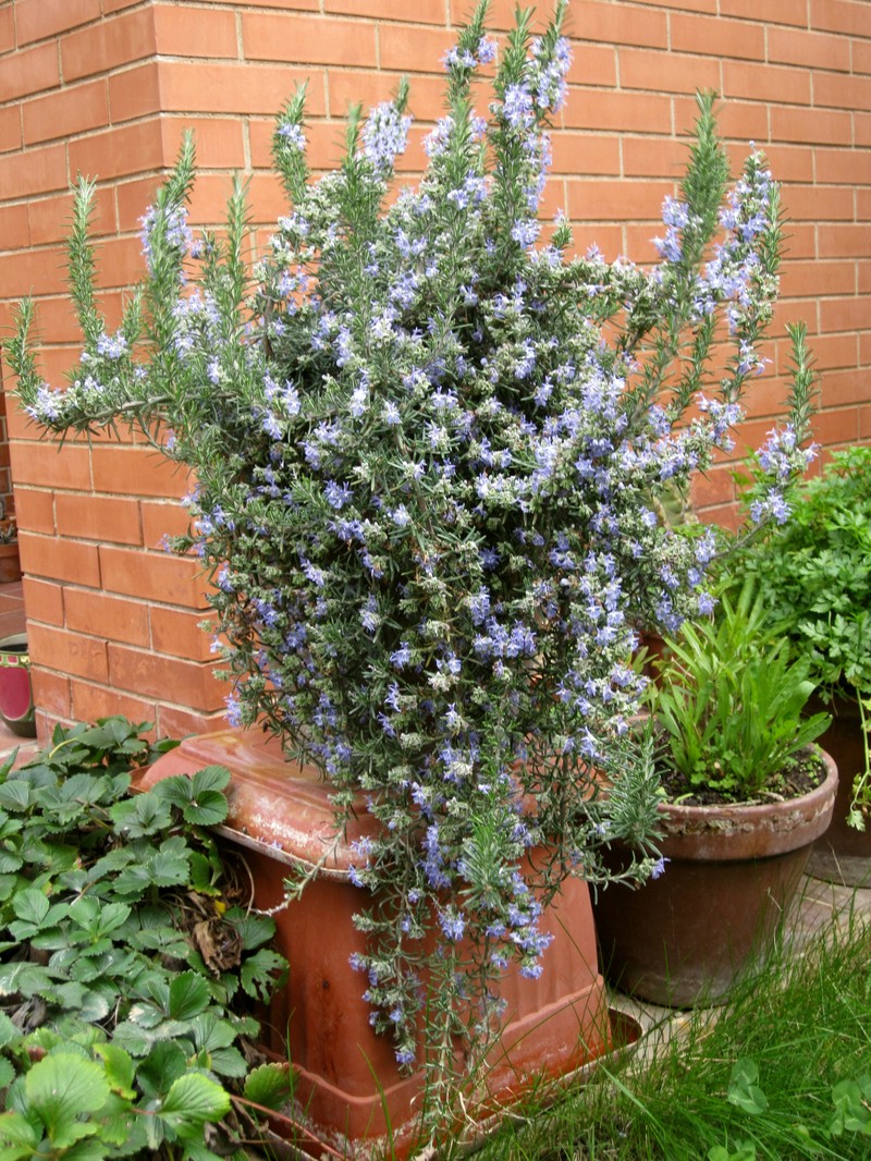 Rosemary photo 5