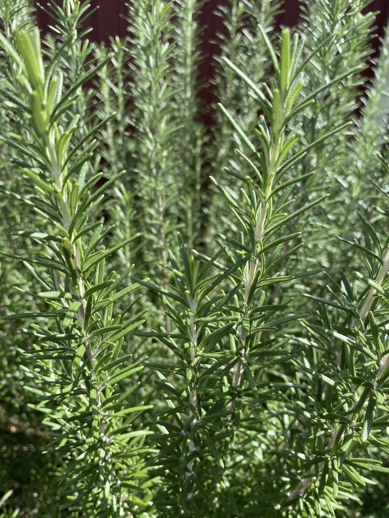 Rosemary photo 7