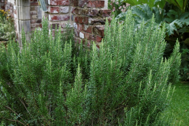 Rosemary photo 8
