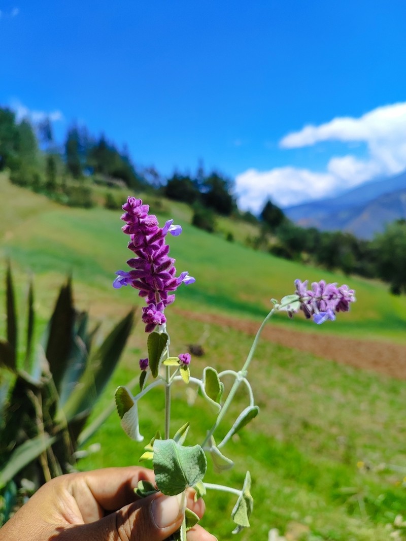 Salvia ruizii