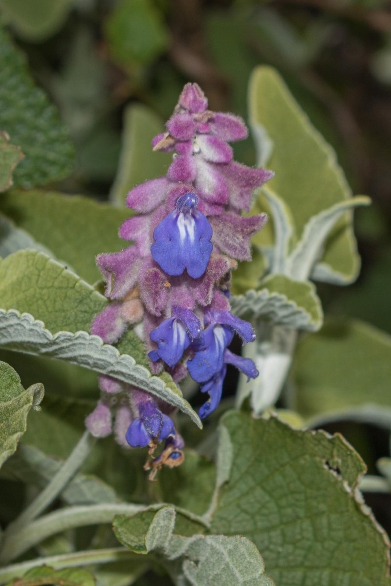 Salvia ruizii photo 2