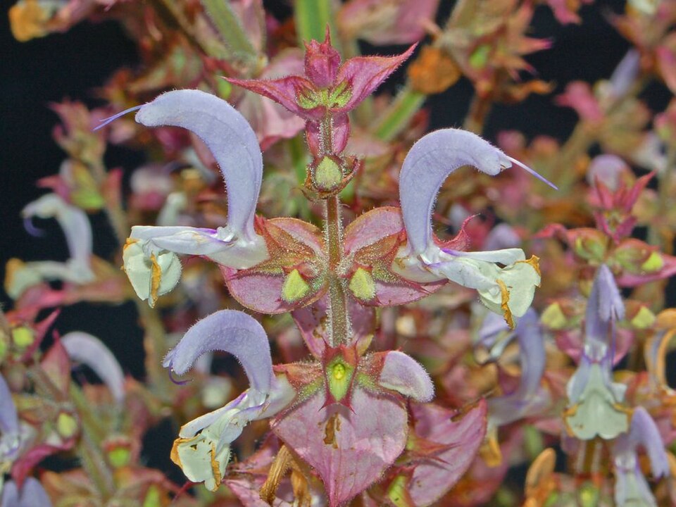 Europe Sage photo 4