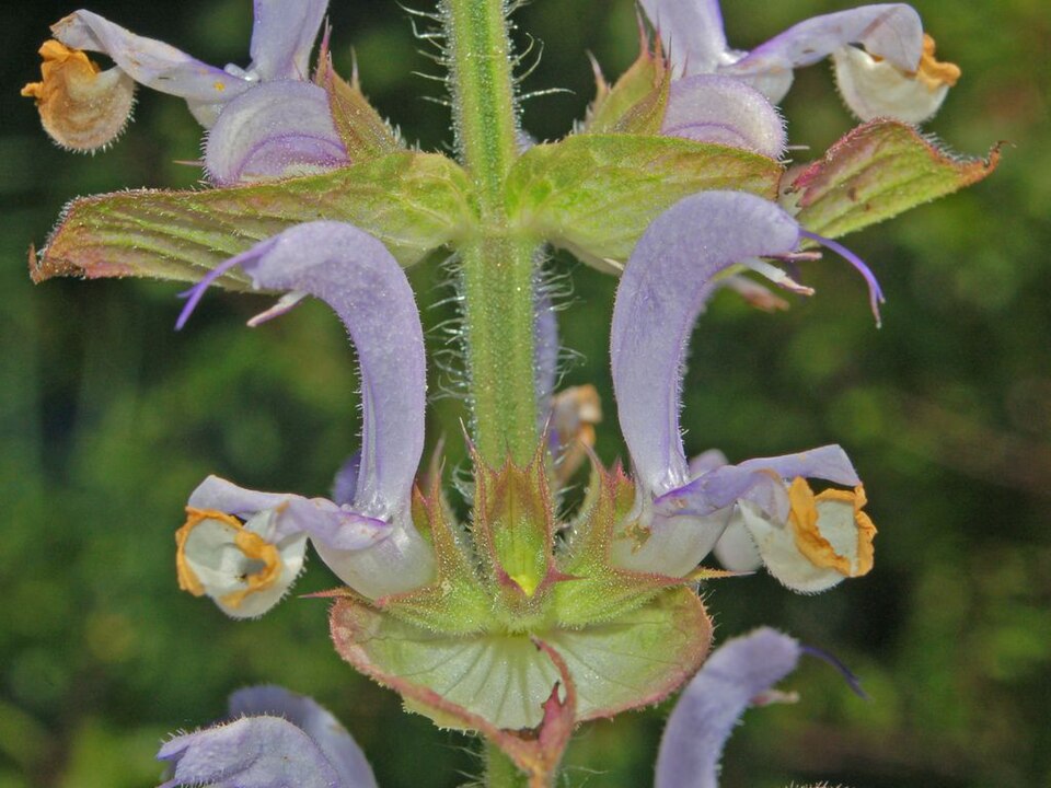 Europe Sage photo 5