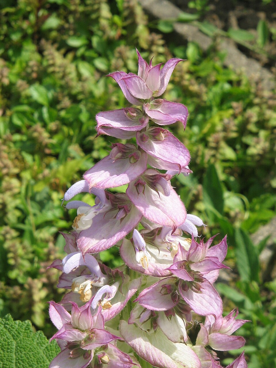 Europe Sage photo 7