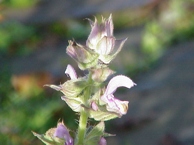 Europe Sage photo 8