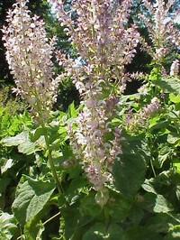 Europe Sage