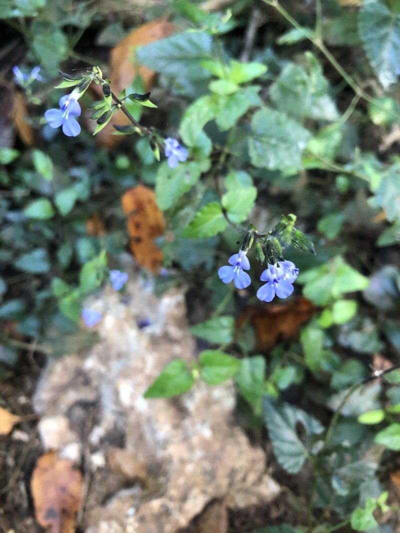 Yucatan Sage photo 2
