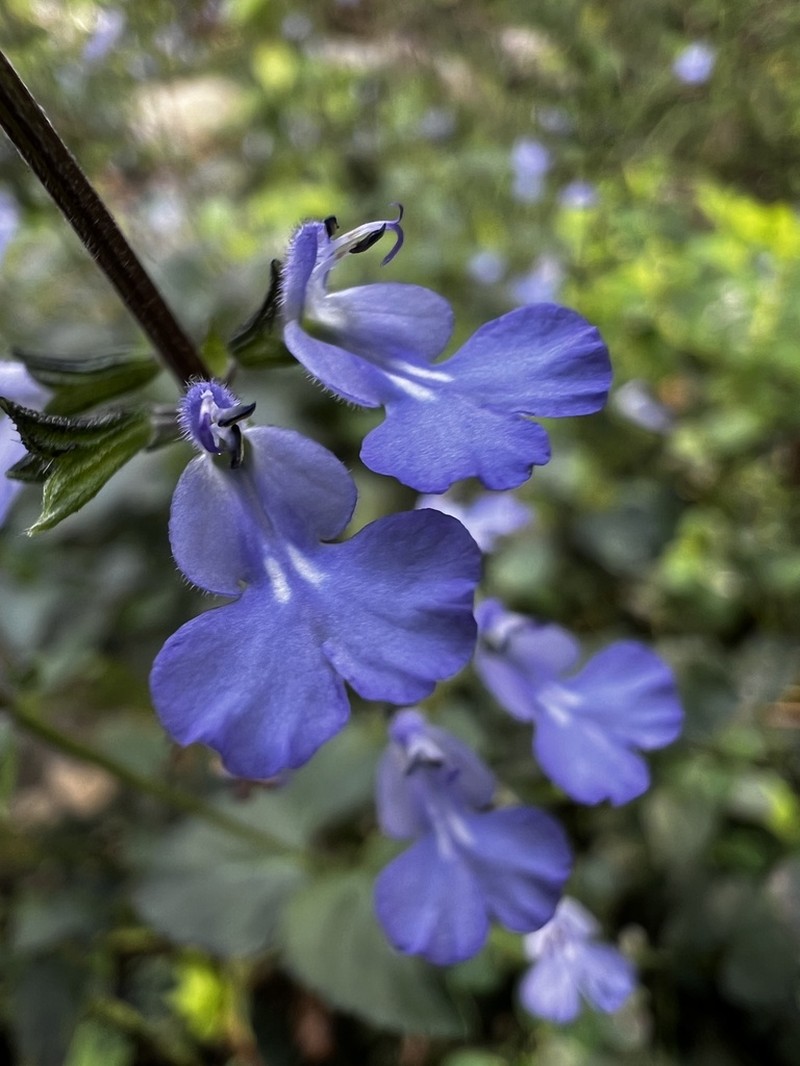 Yucatan Sage photo 4