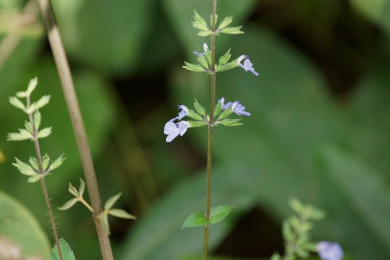 Yucatan Sage photo 5