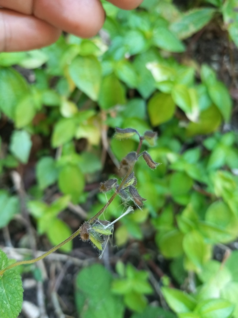 Yucatan Sage photo 7