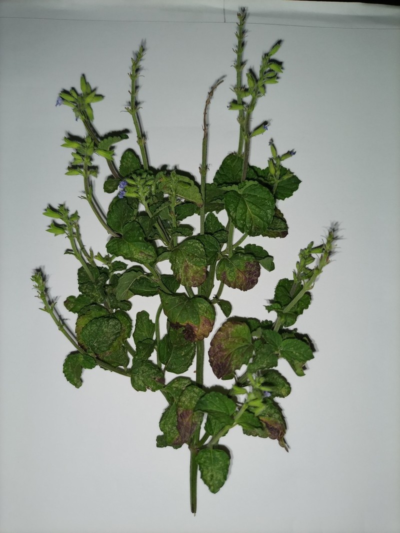 Yucatan Sage photo 8