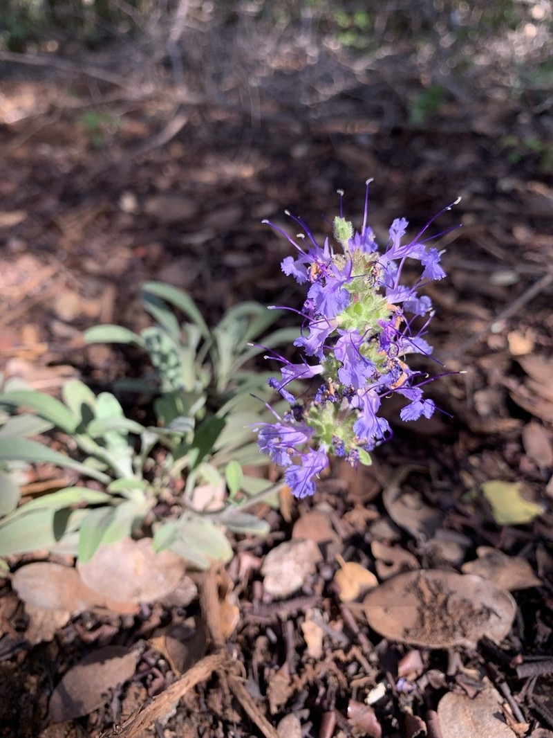 Creeping Sage photo 2