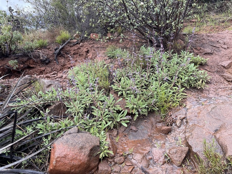 Creeping Sage photo 3