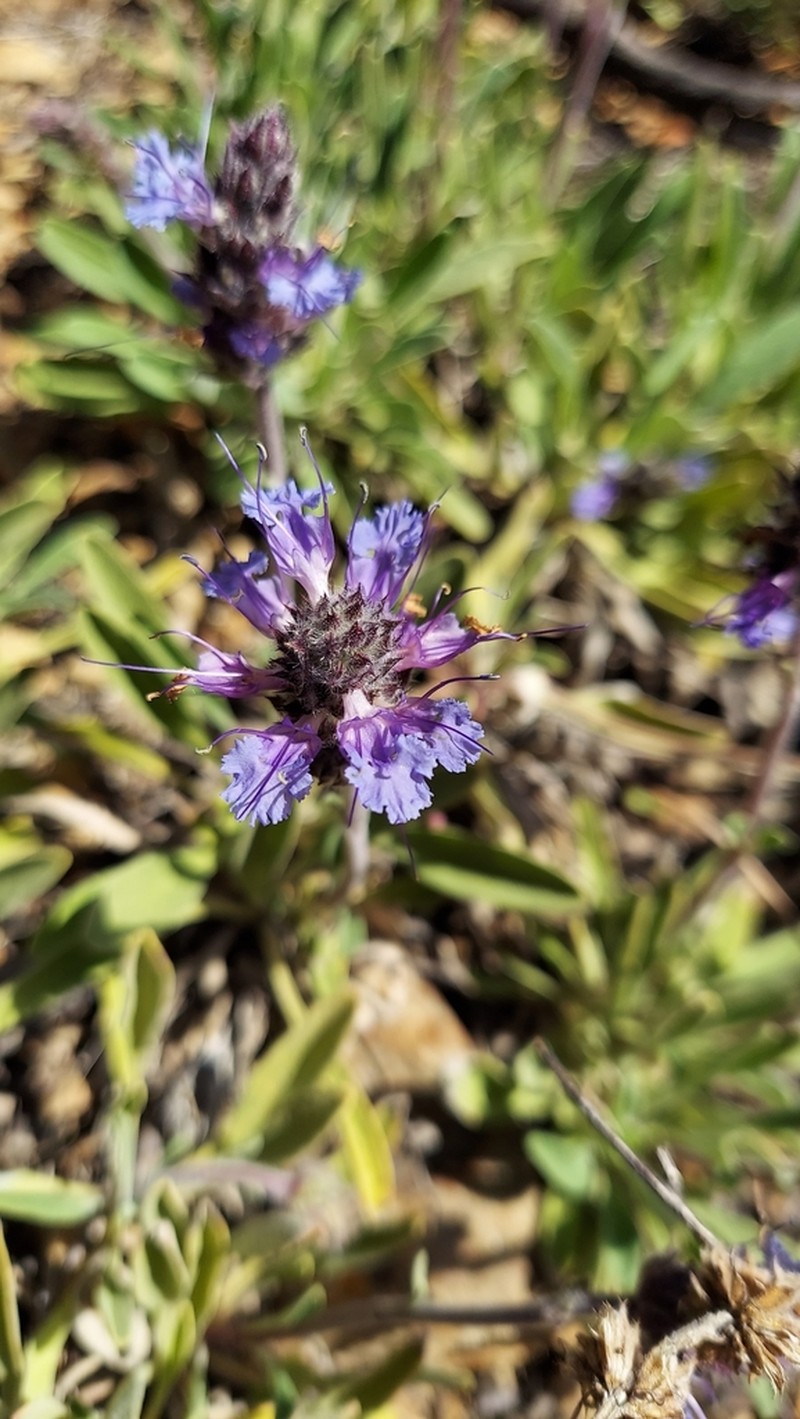 Creeping Sage photo 4