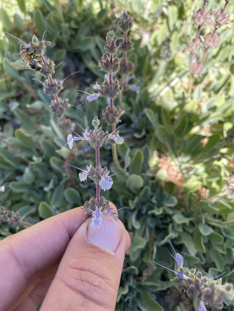 Creeping Sage photo 5