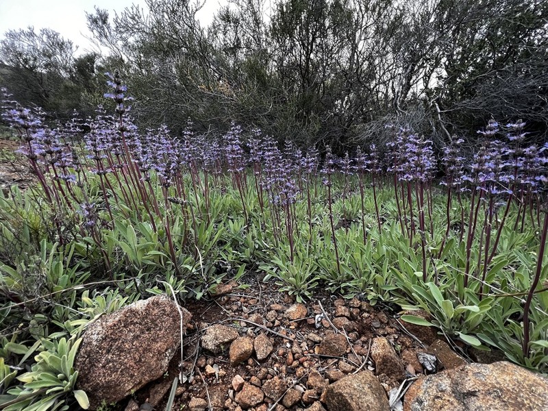 Creeping Sage photo 6