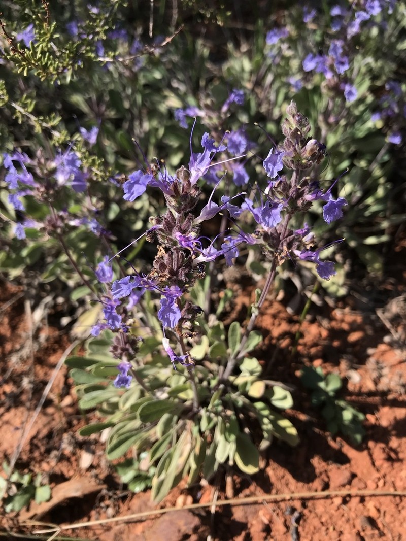 Creeping Sage photo 7