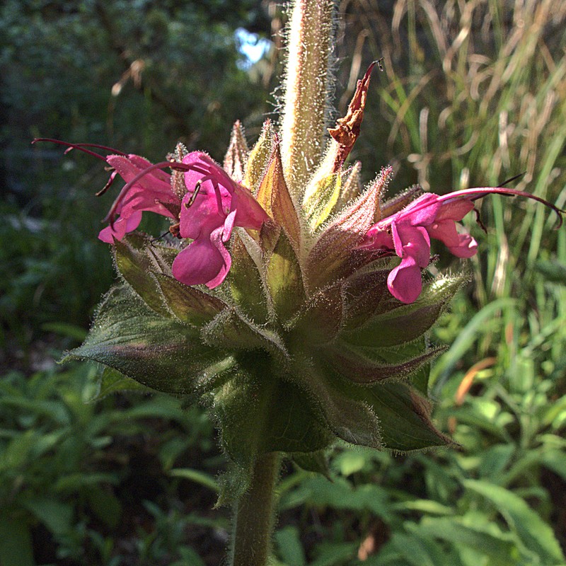 Hummingbird Sage photo 5