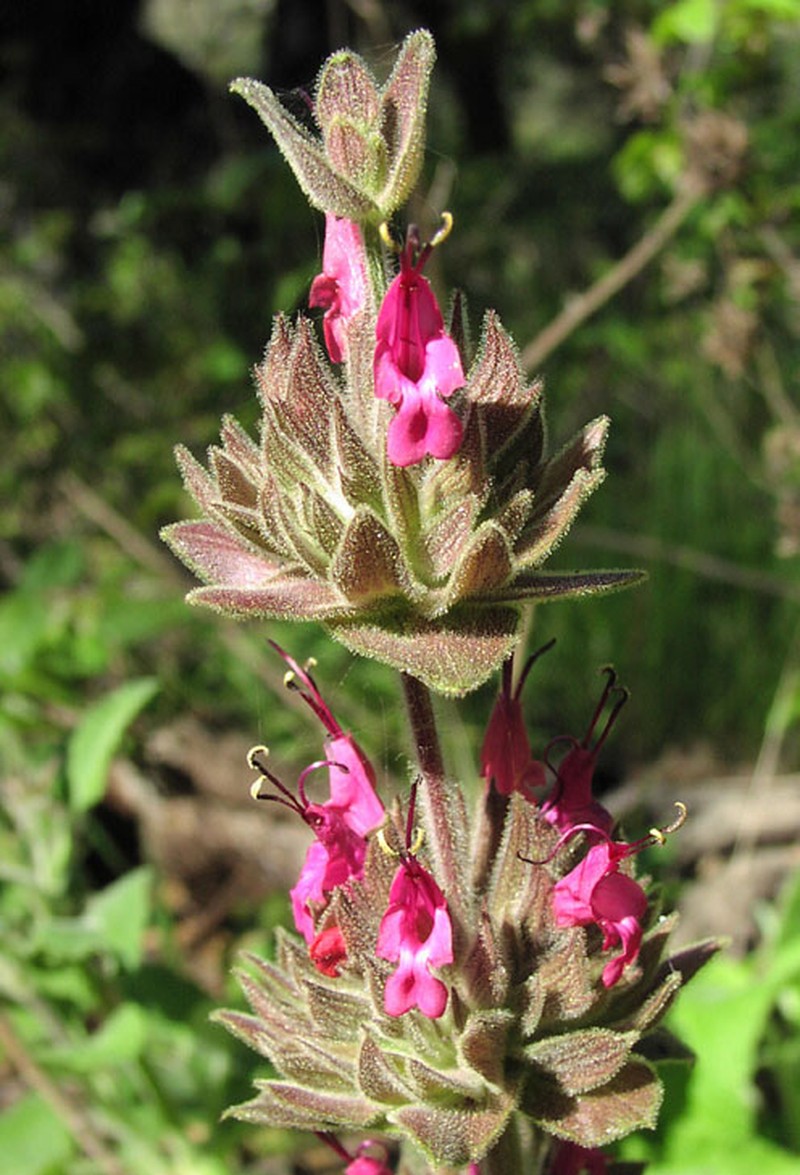 Hummingbird Sage