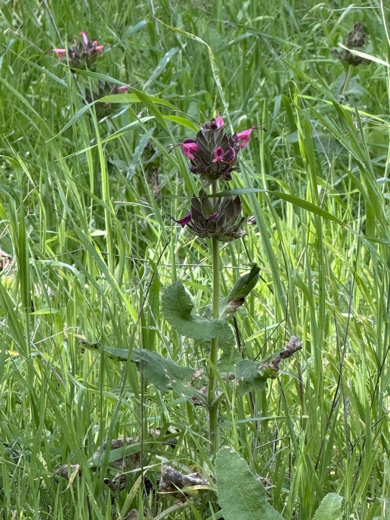 Hummingbird Sage photo 3