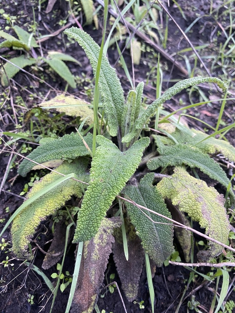Hummingbird Sage photo 4