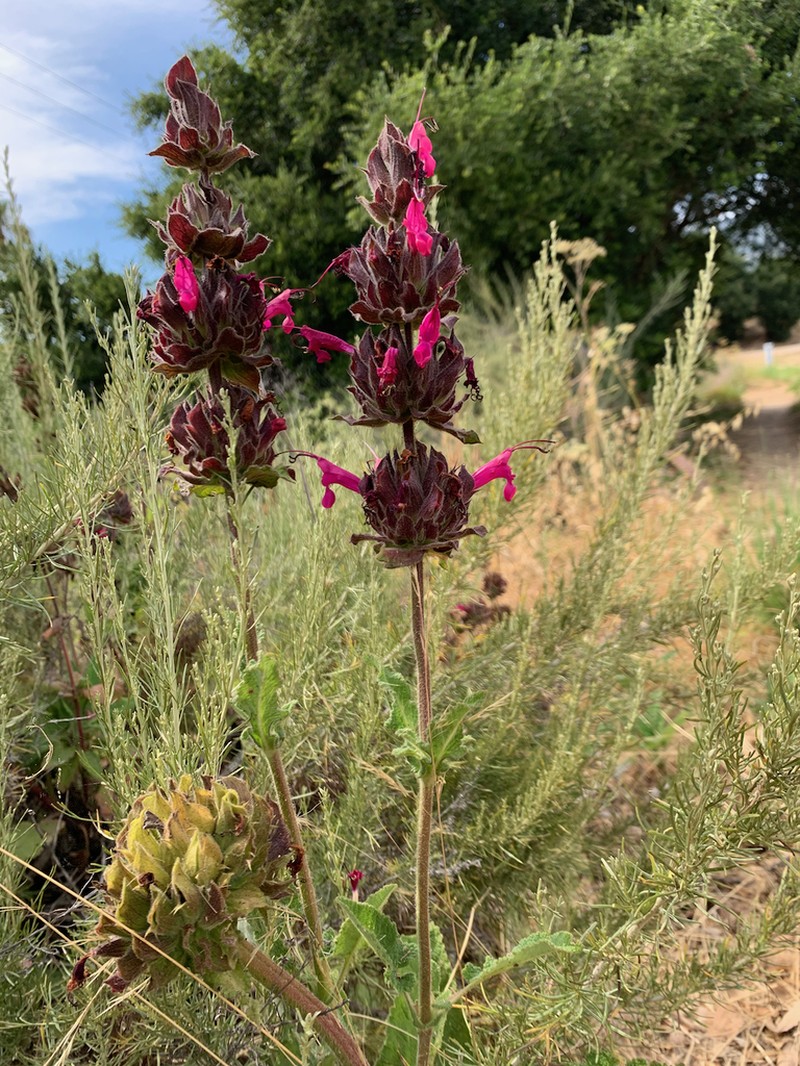 Hummingbird Sage photo 5