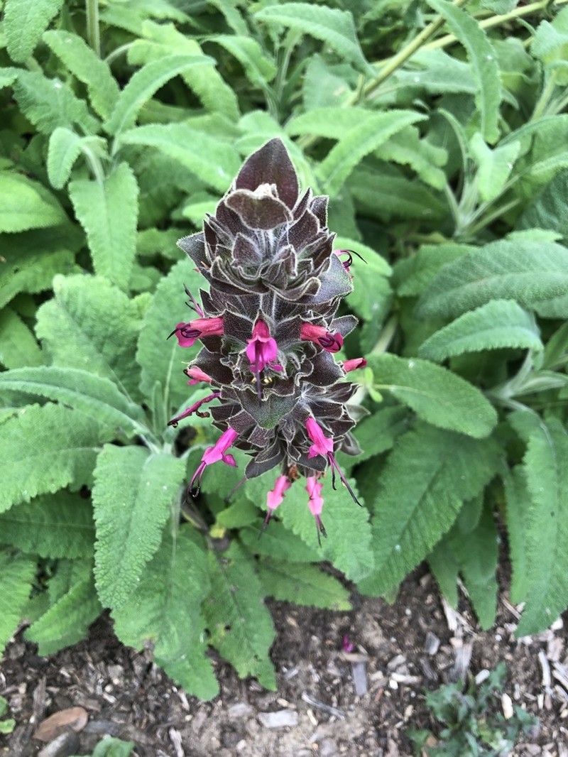 Hummingbird Sage photo 6