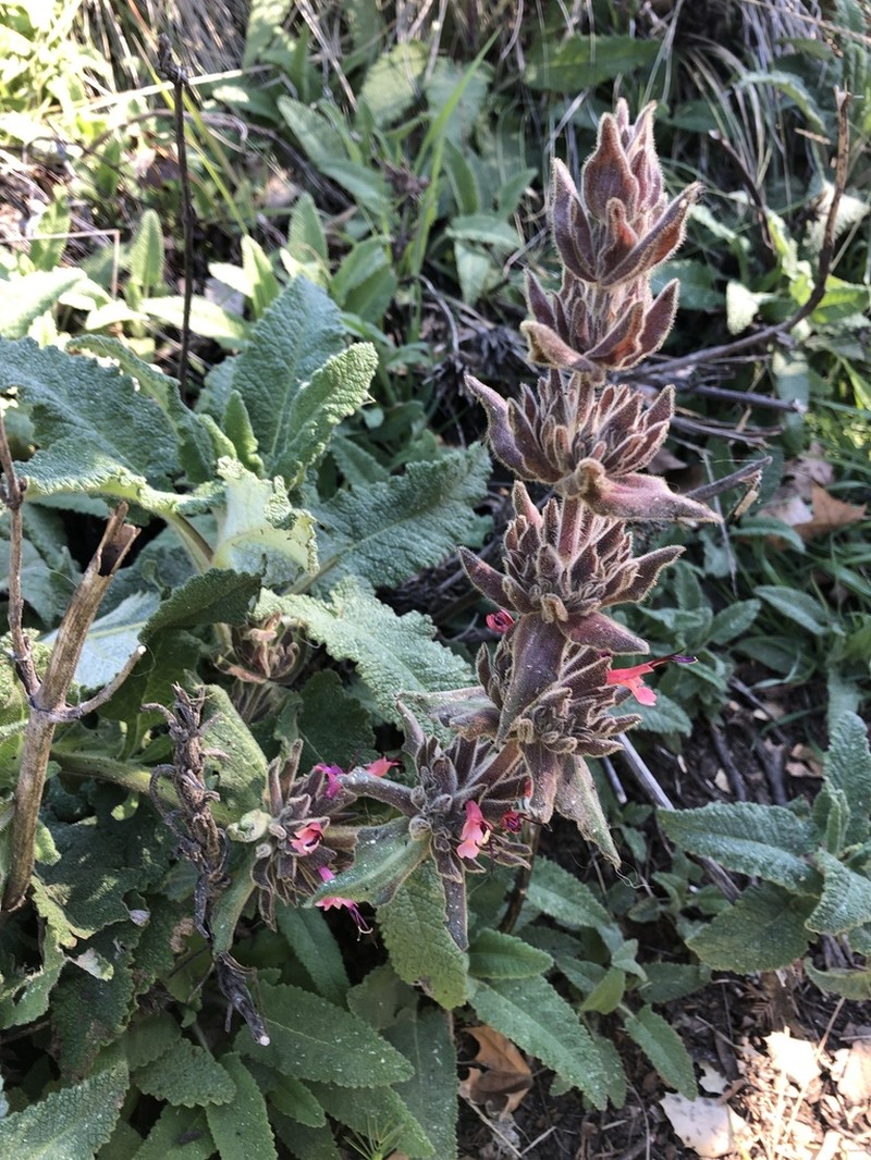 Hummingbird Sage photo 7