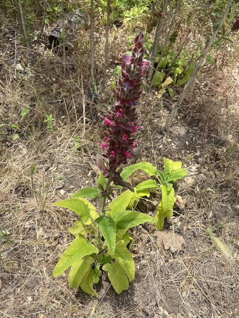 Hummingbird Sage photo 8
