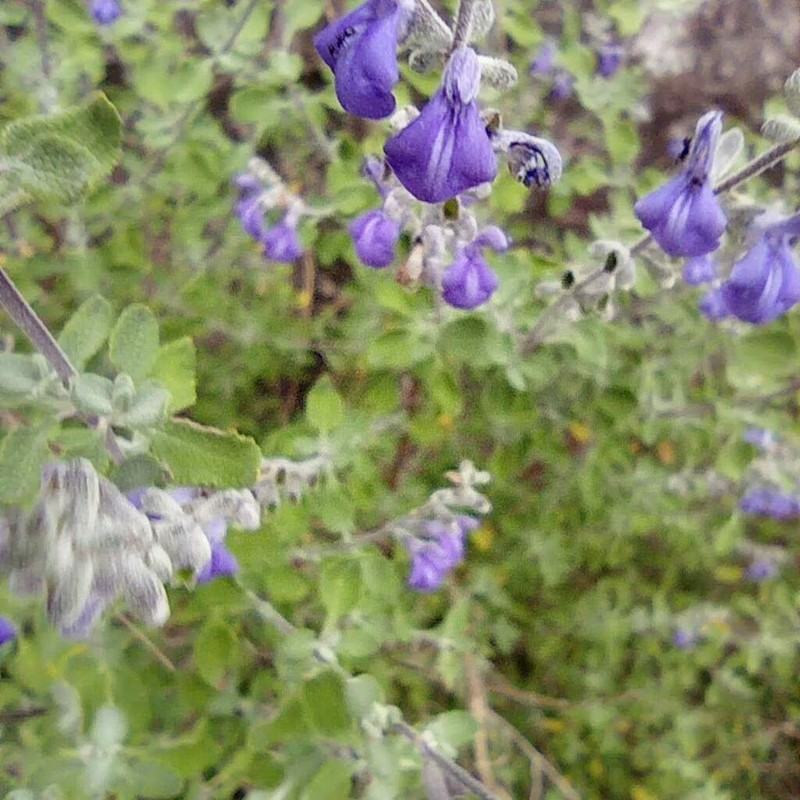 Salvia spellenbergii