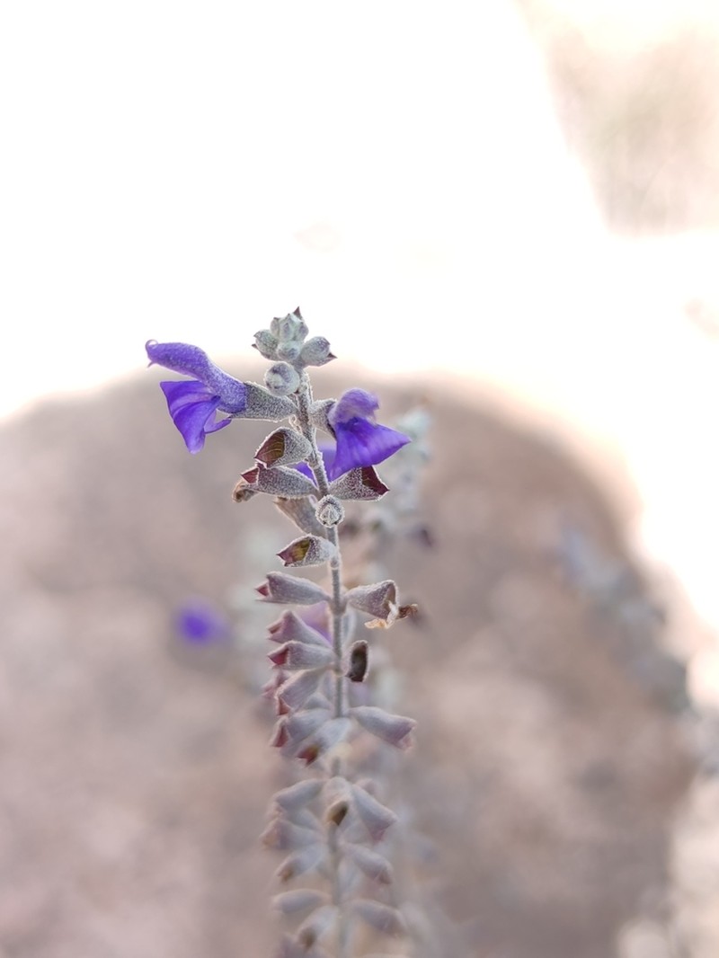 Salvia spellenbergii photo 2