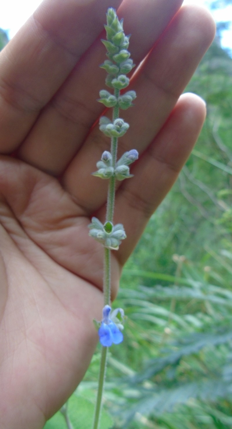 Salvia spellenbergii photo 3
