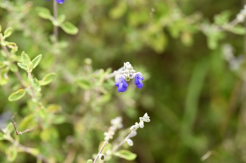Salvia spellenbergii photo 4