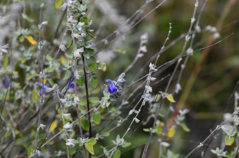 Salvia spellenbergii photo 5